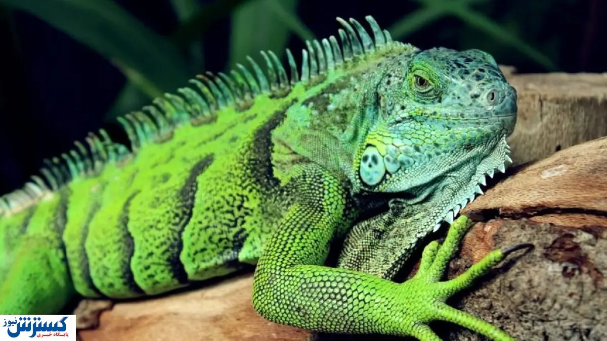 قیمت ایگوانا برای عاشقان این حیوان خانگی + شرایط نگهداری