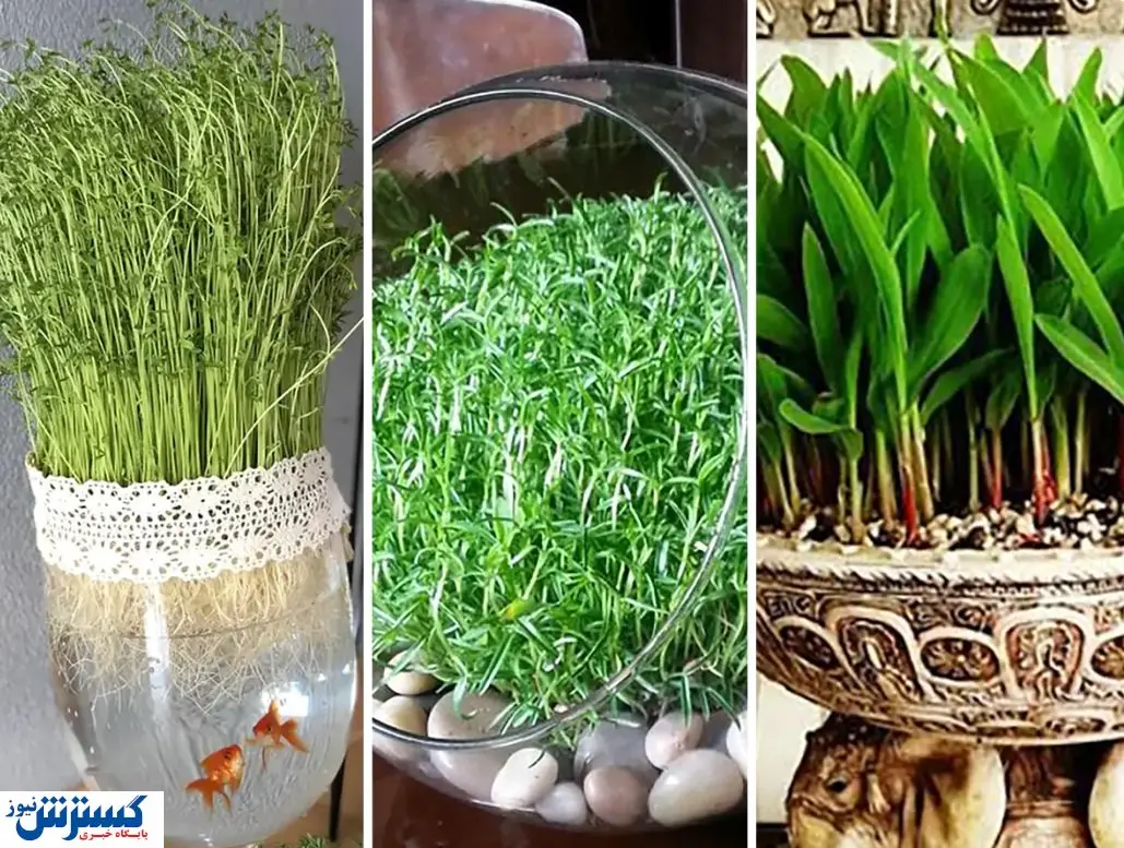 با این روش سه روزه سبزه عید داشته باشید !