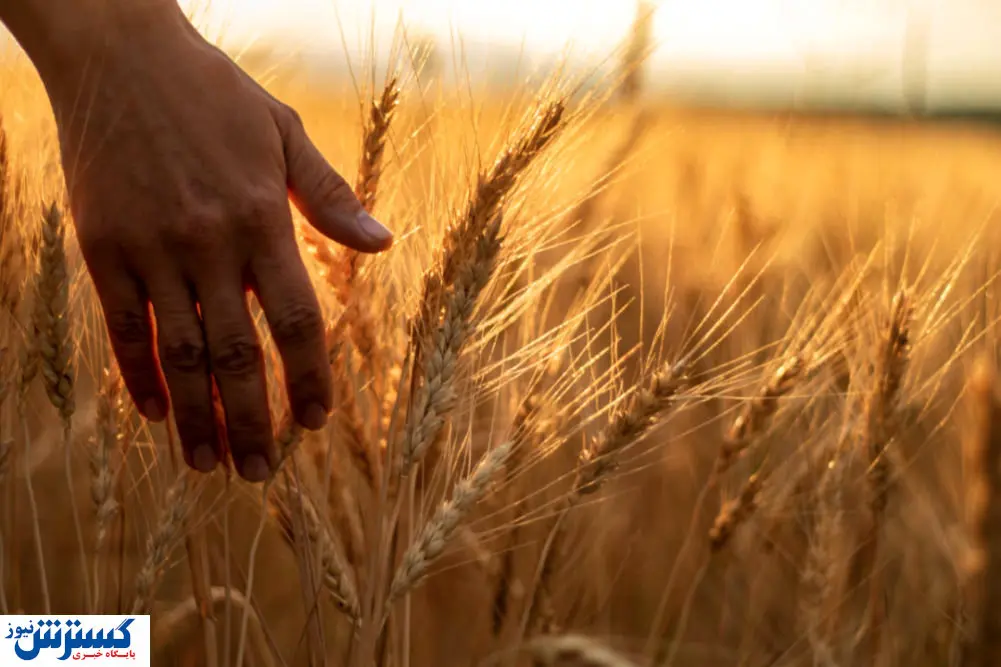 مطالبات گندم کاران پرداخت شد | دولت به قولش عمل کرد