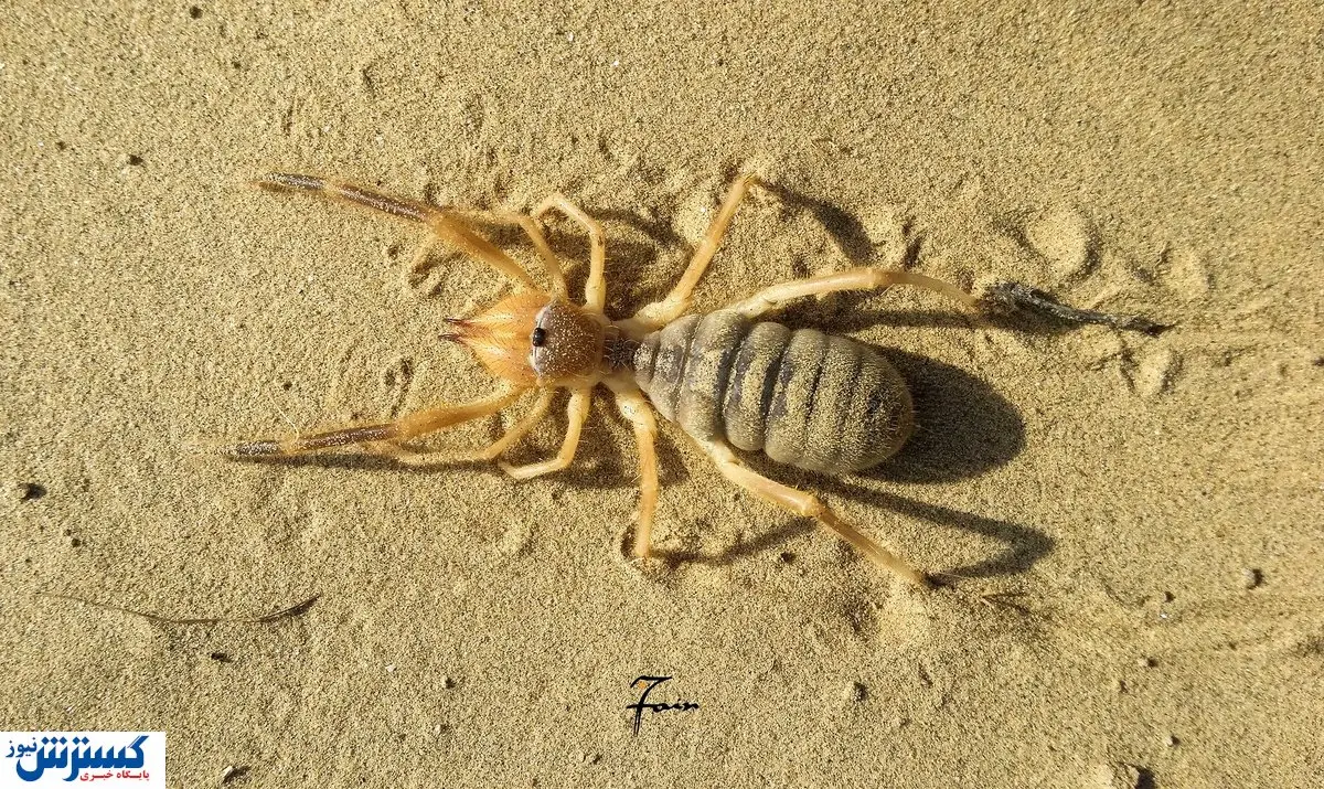 عنکبوت را در حال جیغ زدن ببینید! + فیلم