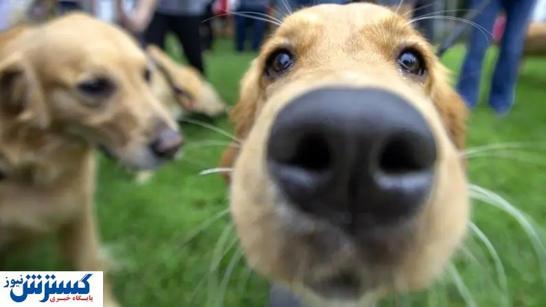 هشدار درباره مرگ در اثر هاری | زنگ خطر زده شد!
