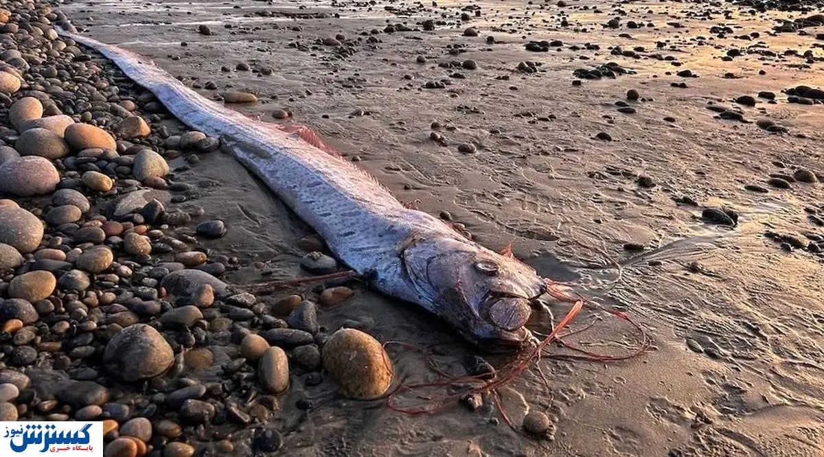 ماهی روز قیامت رخ نشان داد + عکس