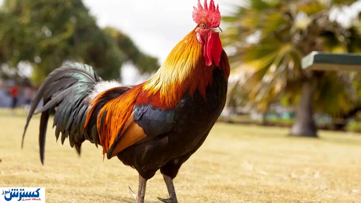 خرابکاری فاجعه بار با ارز ترجیحی مملکت