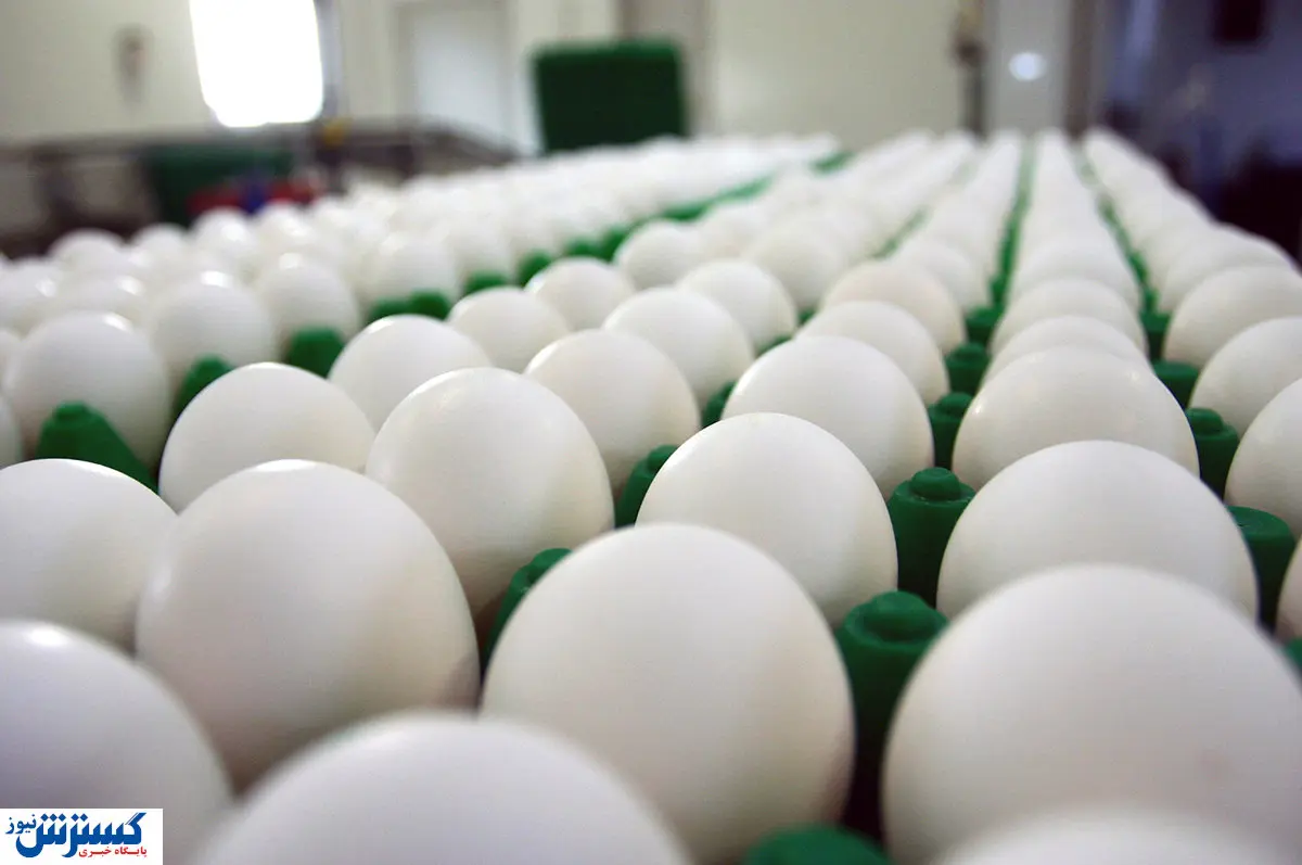 خبر مهم درباره قیمت مصوب تخم مرغ اعلام شد (۷ اردیبهشت)