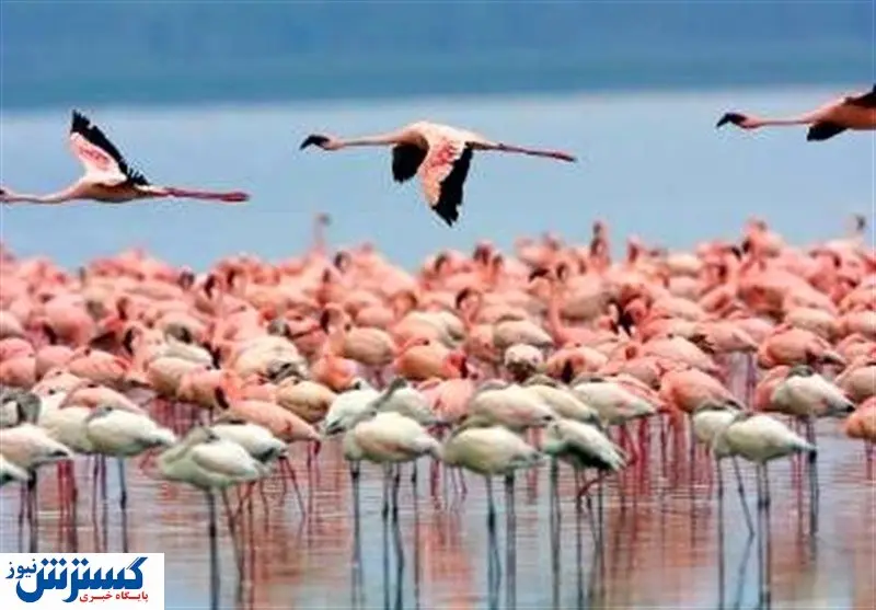 دریاچه ارومیه زنده شد| فلامینگوها با آرتمیا بازگشتند!