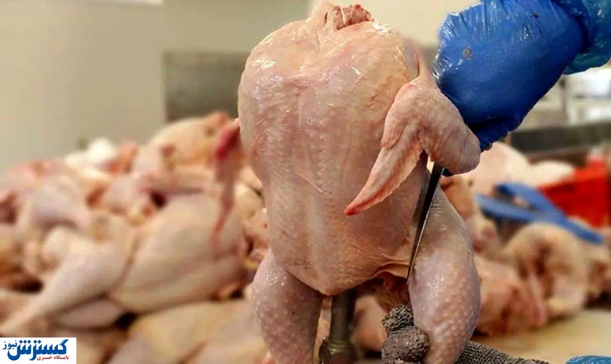 محمولههای مرغ شمال مستقیم به میادین میآیند؛ قیمت مصوب اعلام شد