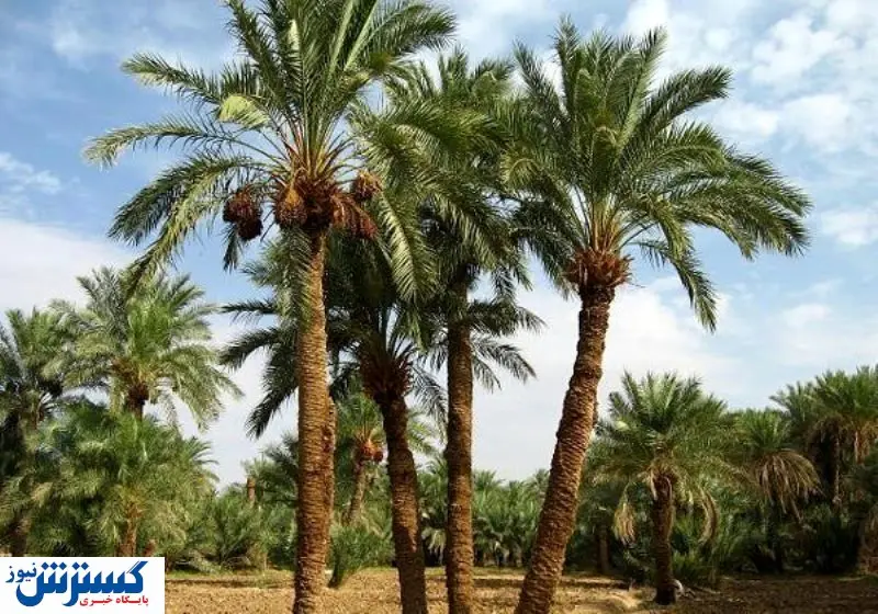 کشف جاذبه مخفی گردشگری در غرب ایران | زائران اربعین تعیین کننده شدند