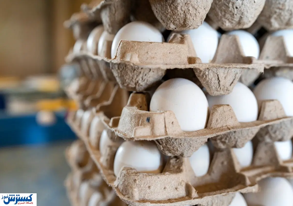 گرانی شدید تخم مرغ | کسی جلودار قیمت ها نیست ؟
