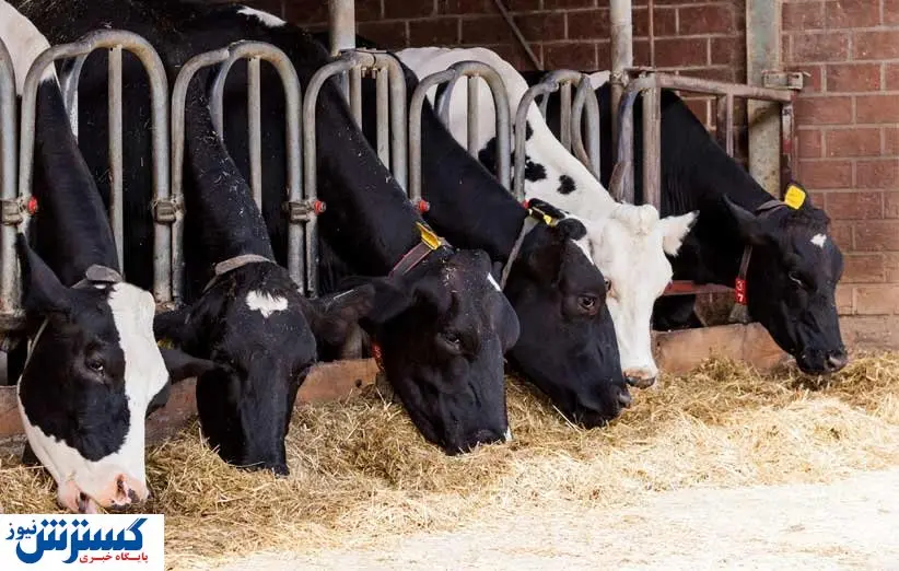 خبر مهم برای دامداران | وضعیت عرضه نهاده دامی روشن شد