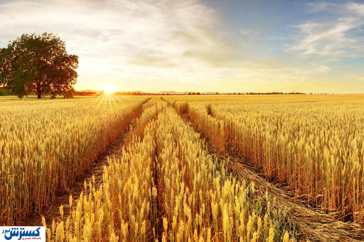 جزئیات جدید درباره قیمت تضمینی گندم اعلام شد