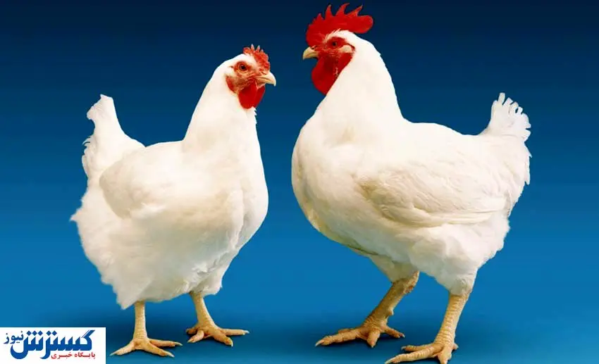 آنفلوانزای پرندگان از ایران پر کشید