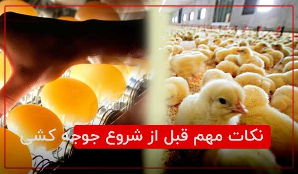 نکات مهم قبل از شروع جوجه کشی